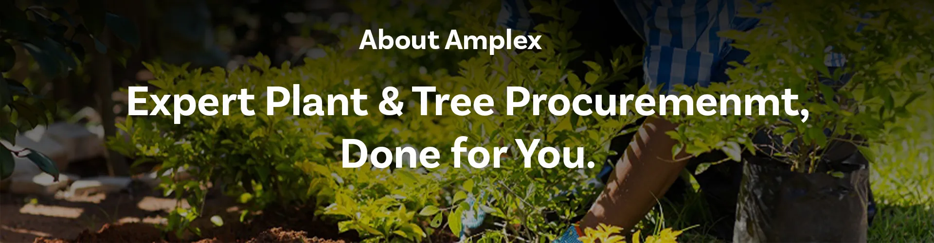 About Us 1 about amplex banner