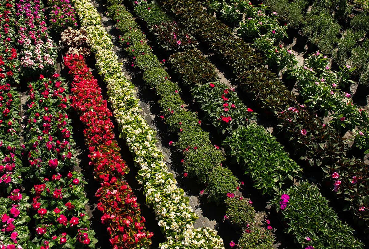 Effortless Plant & Tree Sourcing for the Green Industry 20 wholesale flowering annuals