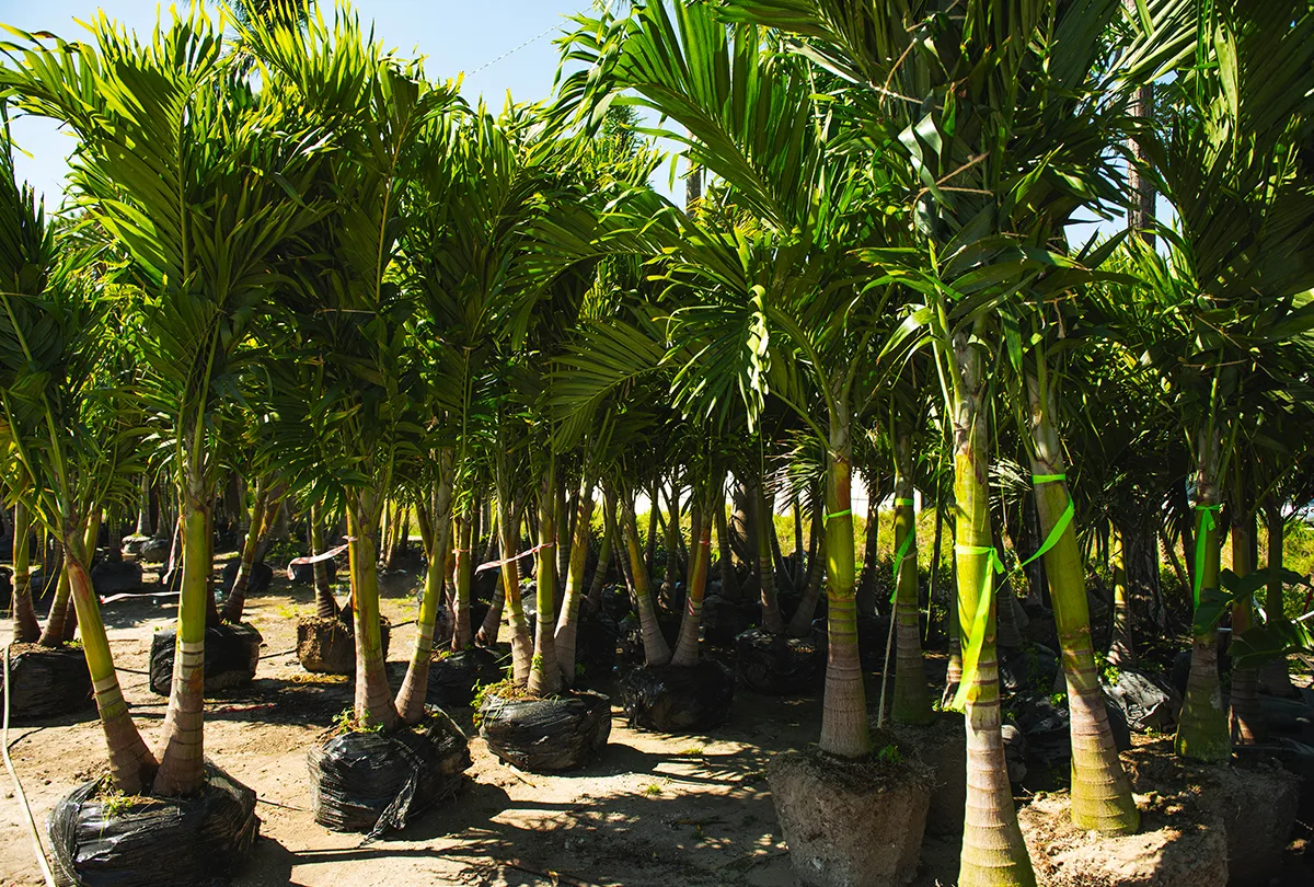 Effortless Plant & Tree Sourcing for the Green Industry 25 Adonidia Palms plants wholesale Florida