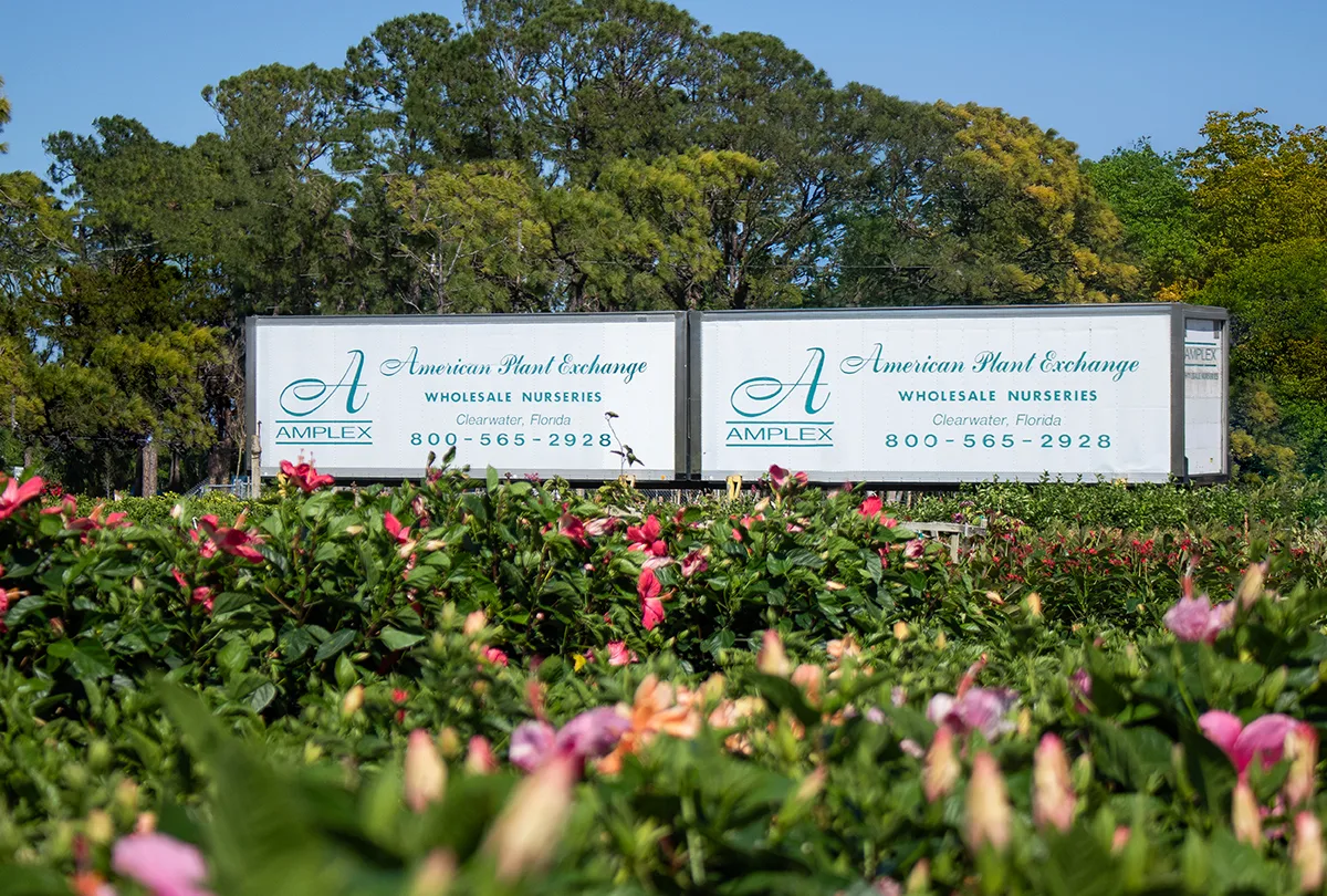 Effortless Plant & Tree Sourcing for the Green Industry 28 Hibiscus Bush Wholesale