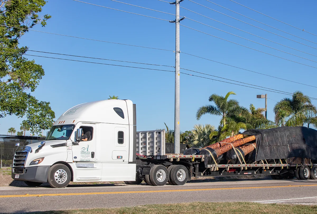 Effortless Plant & Tree Sourcing for the Green Industry 30 Ribbon Palm Truckload Wholesale