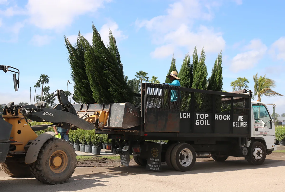Effortless Plant & Tree Sourcing for the Green Industry 16 Brodie Juniper Wholesale
