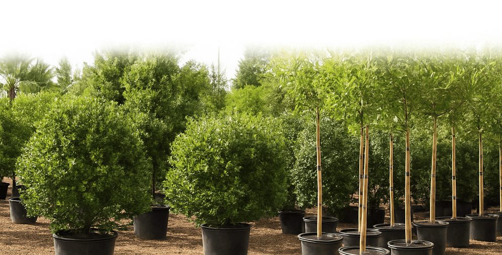 Top Benefits of Using a Wholesale Tree and Shrub Supplier 4 Tree and Shrub Supplier
