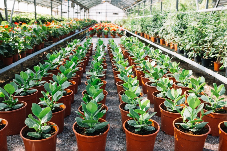 5 Tips for Choosing the Right Wholesale Plant Supplier 3 Wholesale Plant Supplier