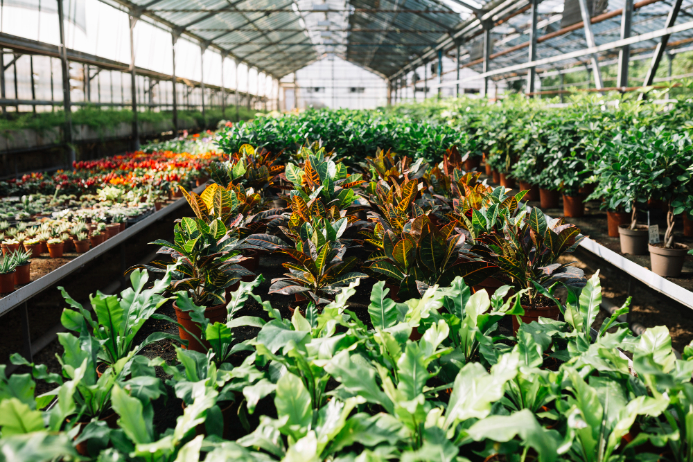 10 Tips for Buying Quality Wholesale Nursery Plants 2 wholesale nursery plants