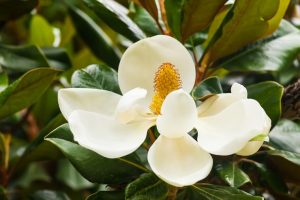 Southern Magnolia