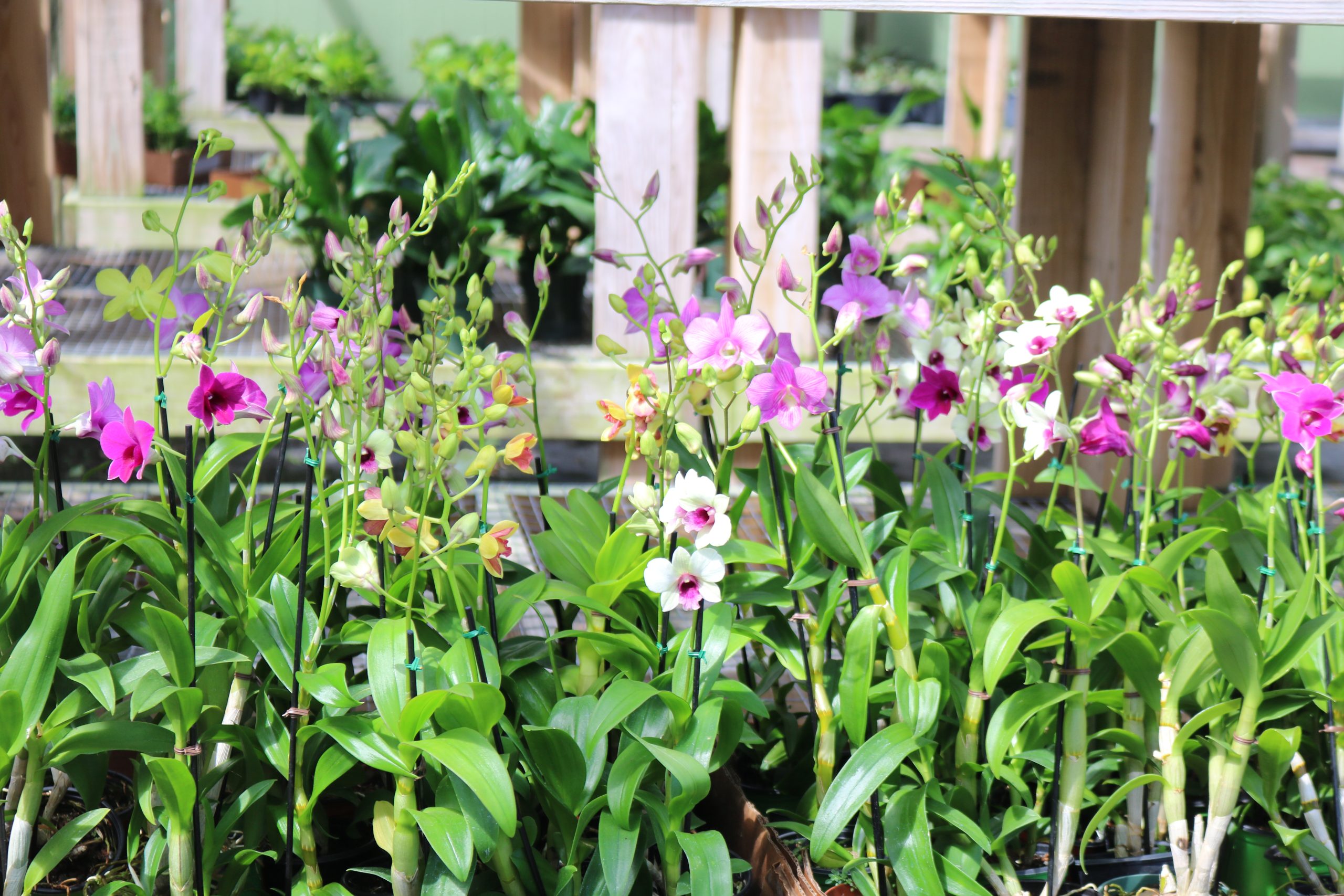 Effortless Plant & Tree Sourcing for the Green Industry 34 Wholesale Dendrobium Orchids
