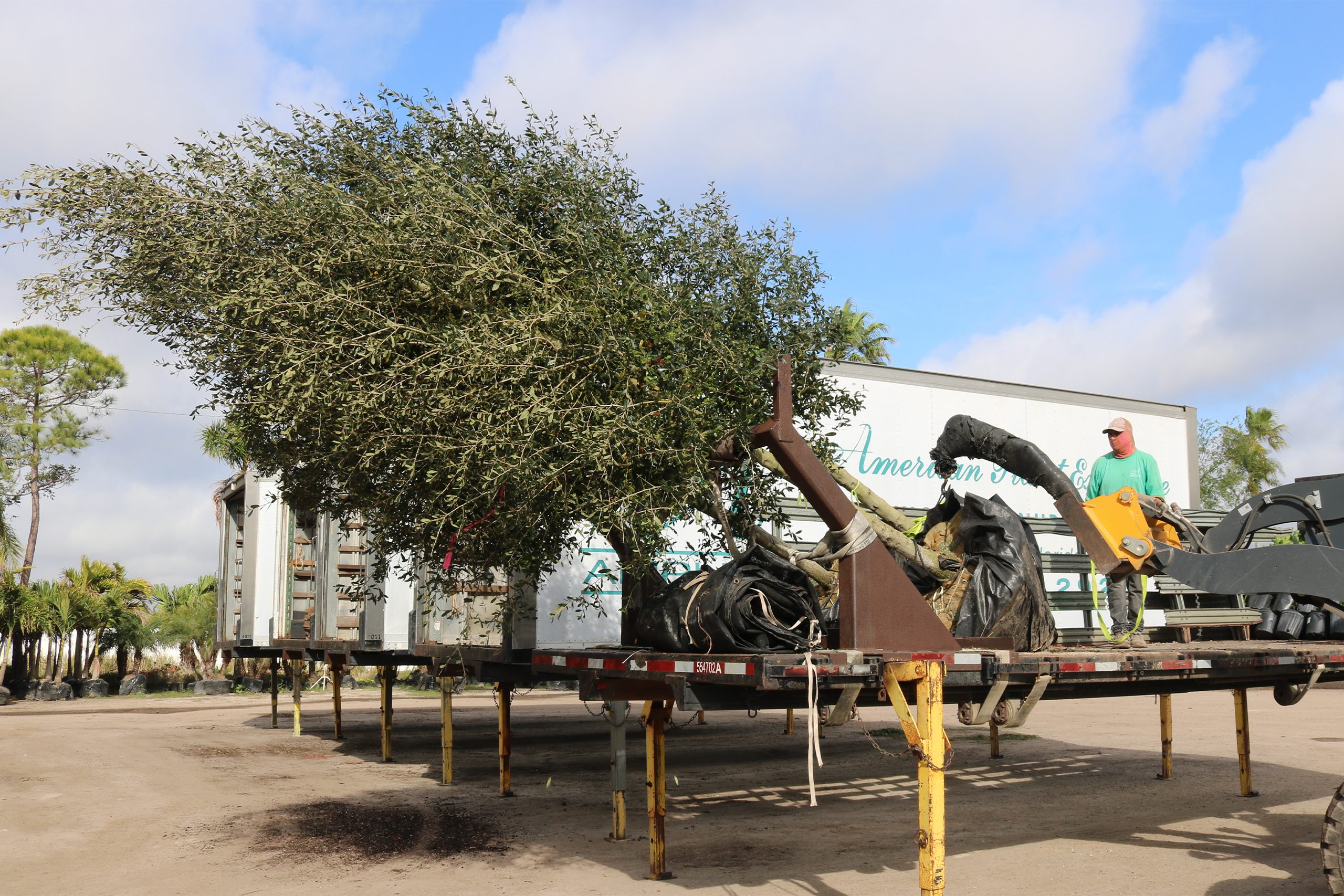 Effortless Plant & Tree Sourcing for the Green Industry 37 Large B&B oak trees